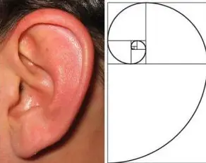 耳廓螺旋